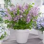 Zwerg Duftflieder Flowerfesta®  Purple | #1