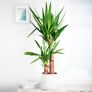 Riesen-Palmlilie, 2er Tuff, im ca. 17 cm-Topf | #1