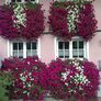 Sommerblumen-Set Riesen-Petunien AlpeTunia®, pink-weiß, 6 Stück | #1