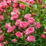 Mini-Rose Lilly Rose™ WONDER5, im ca. 12 cm-Topf | #1