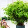 Garten-Bambus Rufa, im ca. 18 cm-Topf | #1
