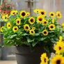Premium Sonnenblume SunBelievable™, im ca. 13 cm-Topf 