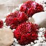 Korallenroter Hauswurz, im ca. 9 cm-Topf | #1