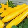 Zucchinipflanze, gelb | #1
