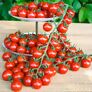 Tomatenpflanze Cherrytomate | #1