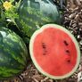 Mini-Wassermelonenpflanze Mini Love, veredelt, im ca. 12 cm-Topf | #1