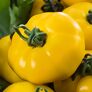 Tomatenpflanze Bolzano, gelb, veredelt, im ca. 12 cm-Topf | #1