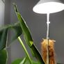Sunlite Pflanzenlampe, 7 W, 28-100 cm, Ø 11, Kabel 4 m,Aluminium, weiß | #1