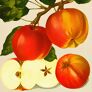 Apfel Altländer Pfannkuchen, im ca. 28 cm-Topf | #1