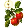 Apfel Roter Boskoop, im ca. 26 cm-Topf | #1