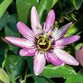 Stauden-Passionsblume, purpur, im ca. 9 cm-Topf 