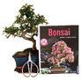 Bonsai Anfänger-Set - chinesische Ulme | #1