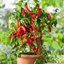 Paprikapflanze Snackpaprika Lubega Mini Red, veredelt, im ca. 11 cm-Topf | #1