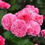 Essbare Culinaric Rose, rosa-apricot, im ca. 22 cm-Topf | #1