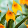 Orange Orchidee BallaVallia, im ca. 9 cm-Topf | #1