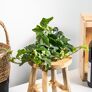 Kunstpflanze Efeuhänger, 45 cm, grün | #1
