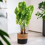 Kunstpflanze Philodendron, 85 cm | #1