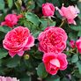 Essbare Culinaric Rose Raspberry®, im ca. 22 cm-Topf | #1