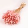Trockenblumen-Bündel Lagurus, rosa, ca. 55 cm | #1