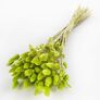 Trockenblumen-Bündel Lagurus, oliv, ca. 55 cm | #1