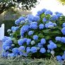 Hortensie Endless Summer® The Original, blau, im ca. 23 cm-Topf 