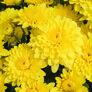 Chrysantheme, gelb, im ca. 9 cm-Topf | #1