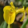 Gelbe Sumpfschwertlilie, im ca. 9 cm-Topf | #1