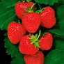 Erdbeere Senga® Sengana®, im ca. 9 cm-Topf | #1