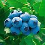 Kultur-Heidelbeere Blaues Wunder, im ca. 17 cm-Topf | #1