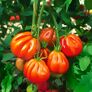 Tomatenpflanze Fleischtomate Corazon, verdelt 