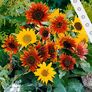 Saatband 6 m Sonnenblumen Paquito-Mischung | #1