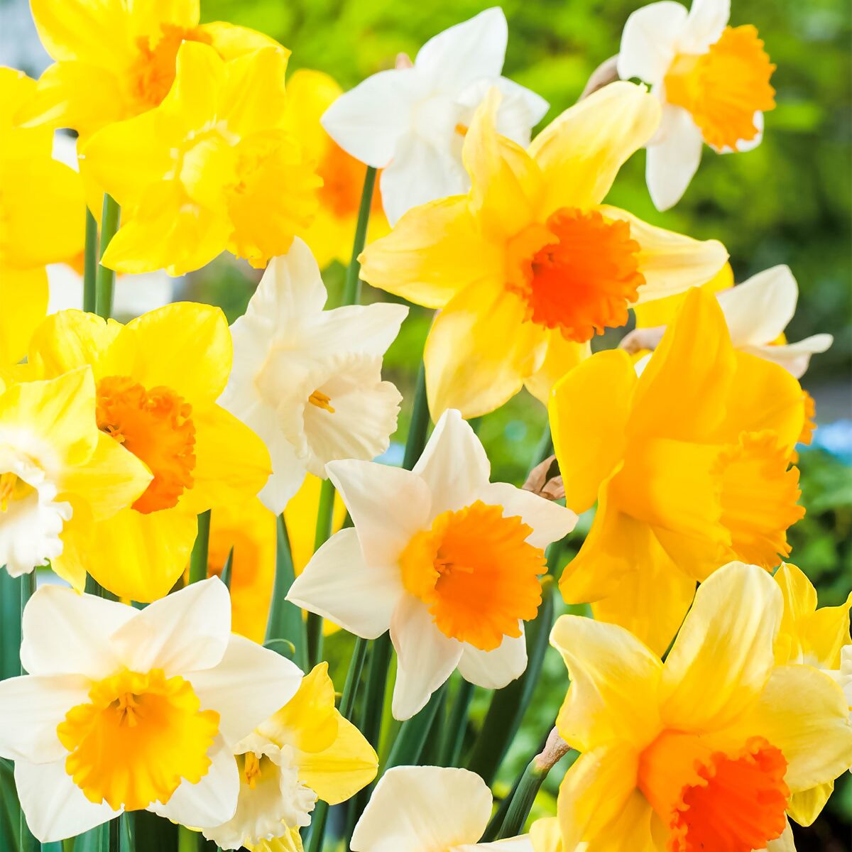 narzissen-mischung the daffodil 10 online kaufen bei gärtner pötschke