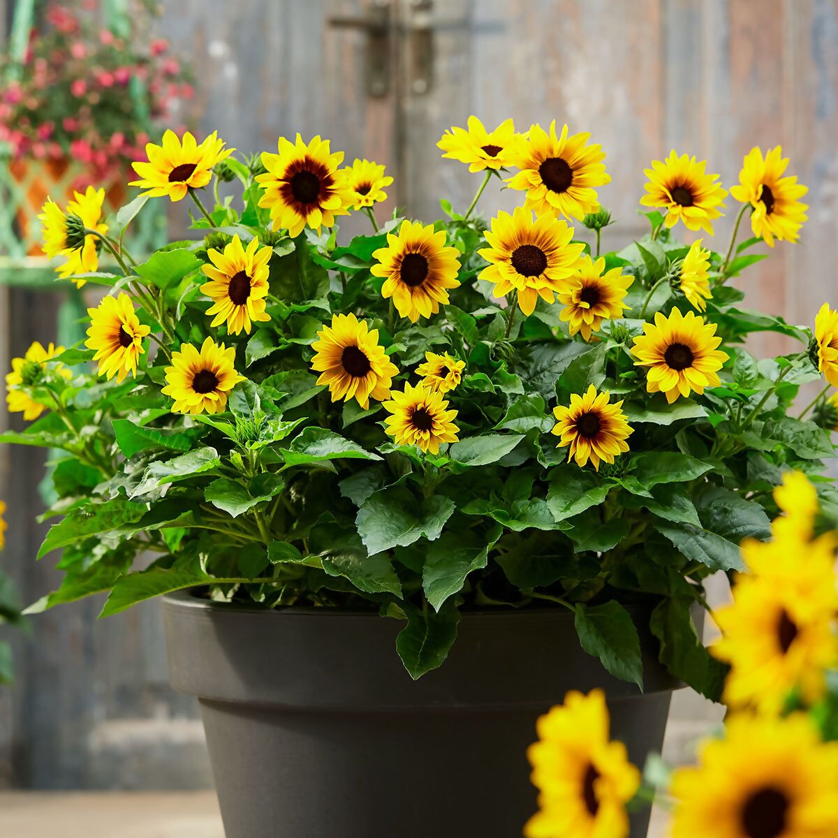 Sonnenblume Gärtner kaufen bei Premium SunBelievable™ online Pötschke