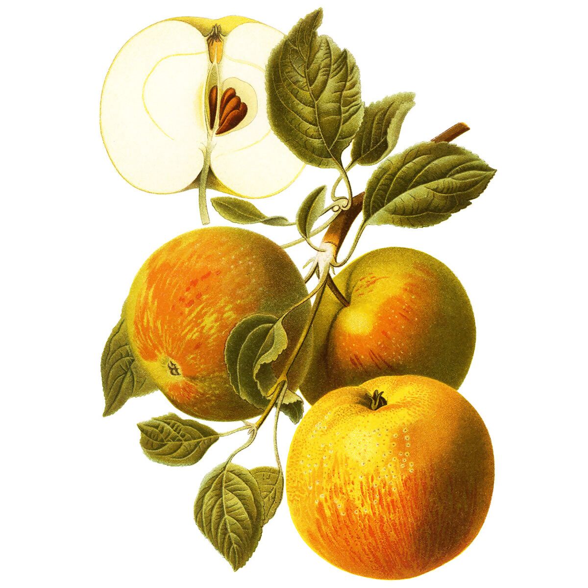 Apfel Cox Orange online kaufen bei Gärtner Pötschke | Obstbäume & Gemüsepflanzen