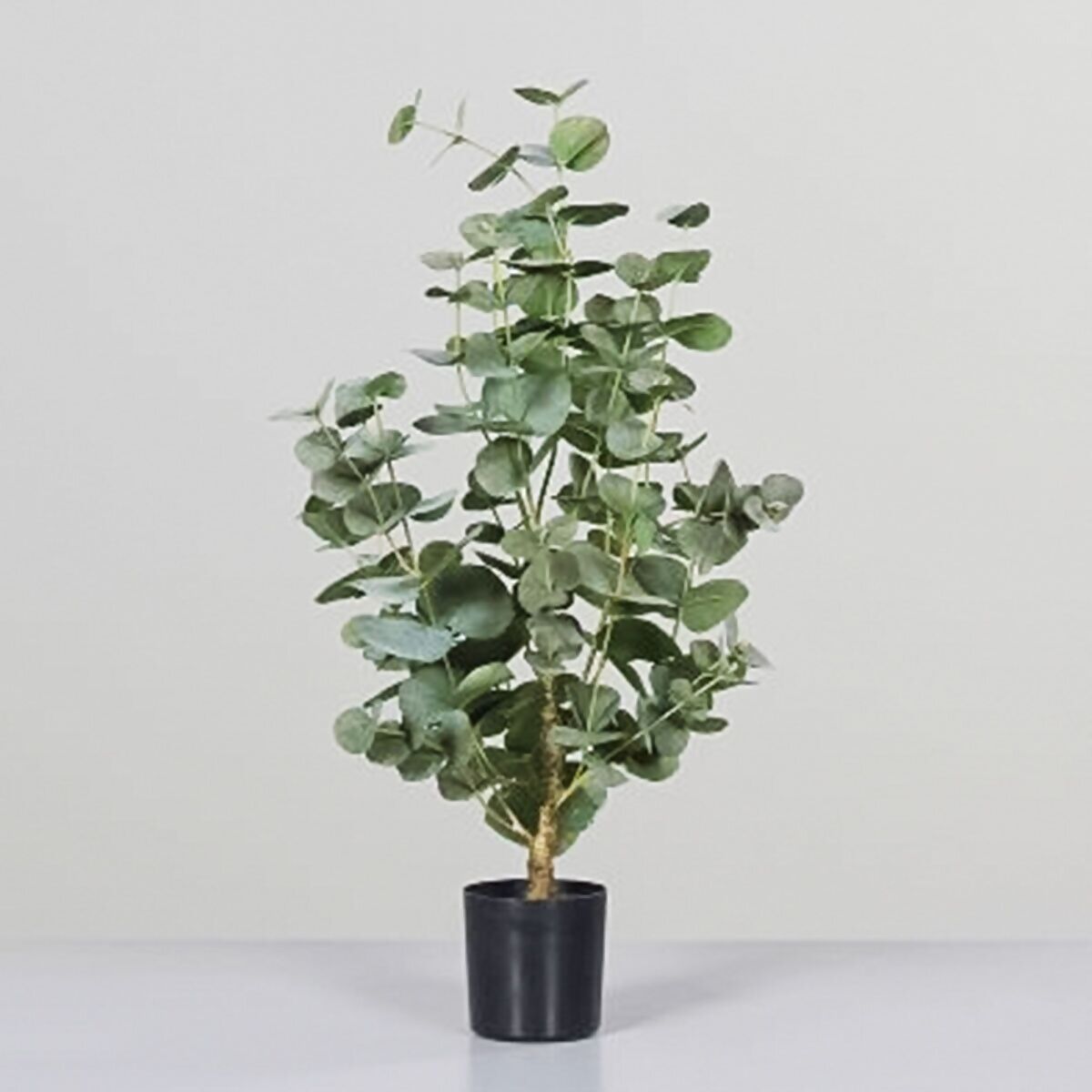 Kunstpflanze Eukalyptus in schwarzem Kunststofftopf, 70 cm online kaufen  bei Gärtner Pötschke