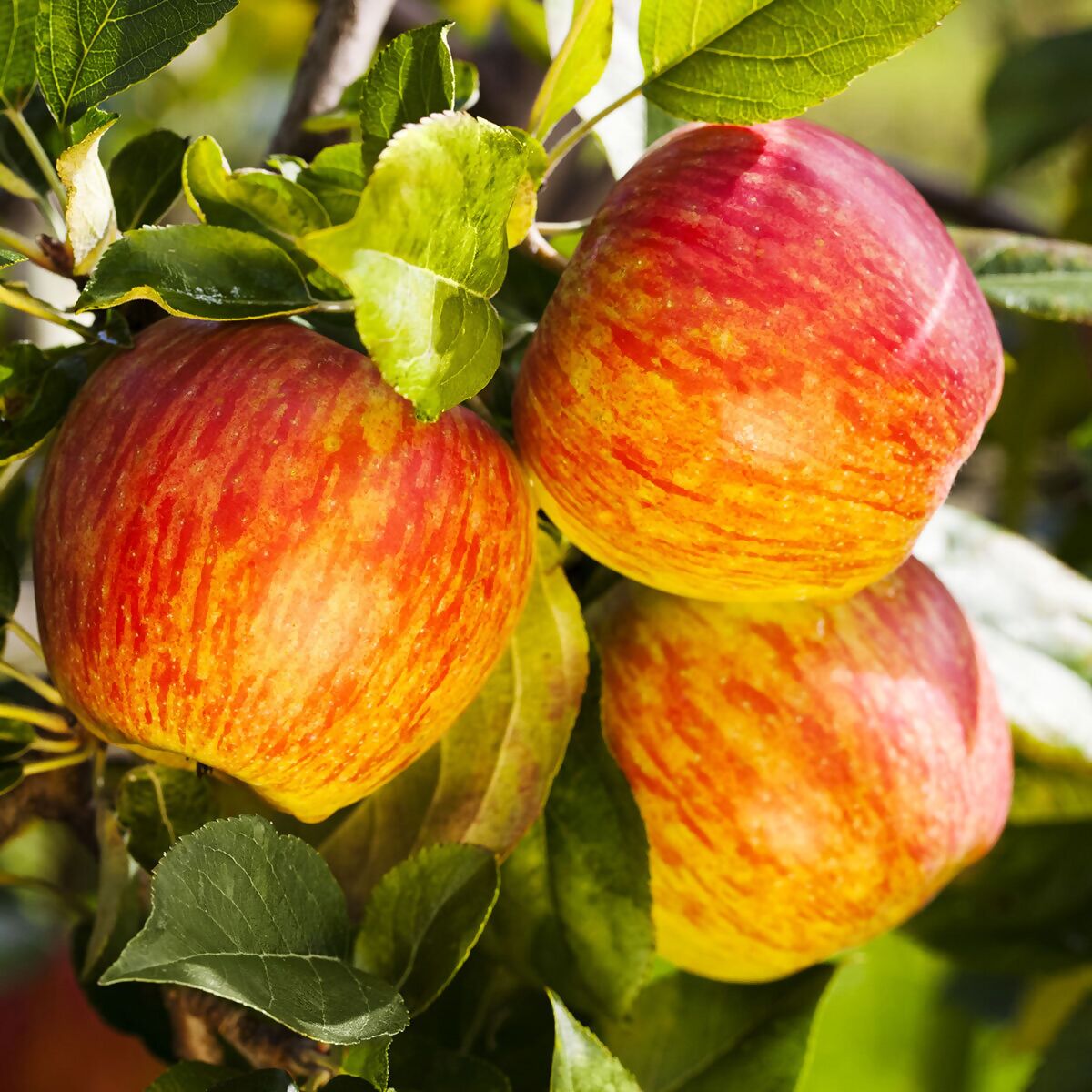 Apfel 23 bei BIO kaufen Gravensteinerim, cm-Topf Pötschke Gärtner im ca. online