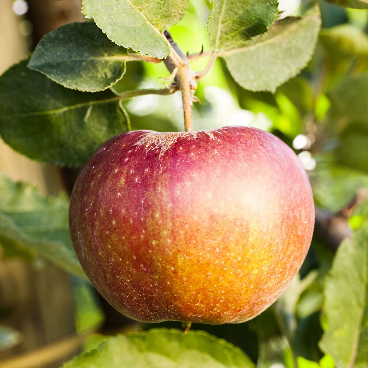 BIO Apfel James Grieve online kaufen bei Gärtner Pötschke | Obstbäume & Gemüsepflanzen
