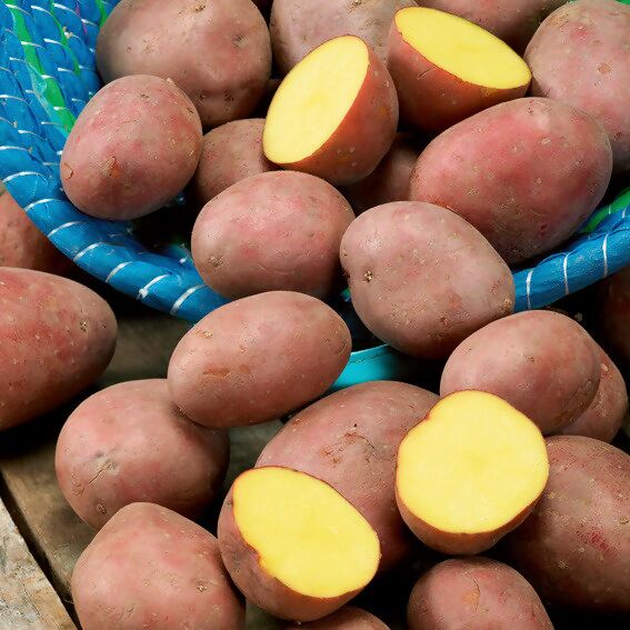 BIO Kartoffel Laura, 10 Stück online kaufen bei Gärtner Pötschke