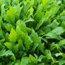 Saatgut-Holzbox Salatvielfalt, 7 Saatgut-Sorten | #10