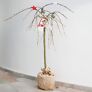 Vogelfutterbaum, im ca. 23 cm-Topf | #11