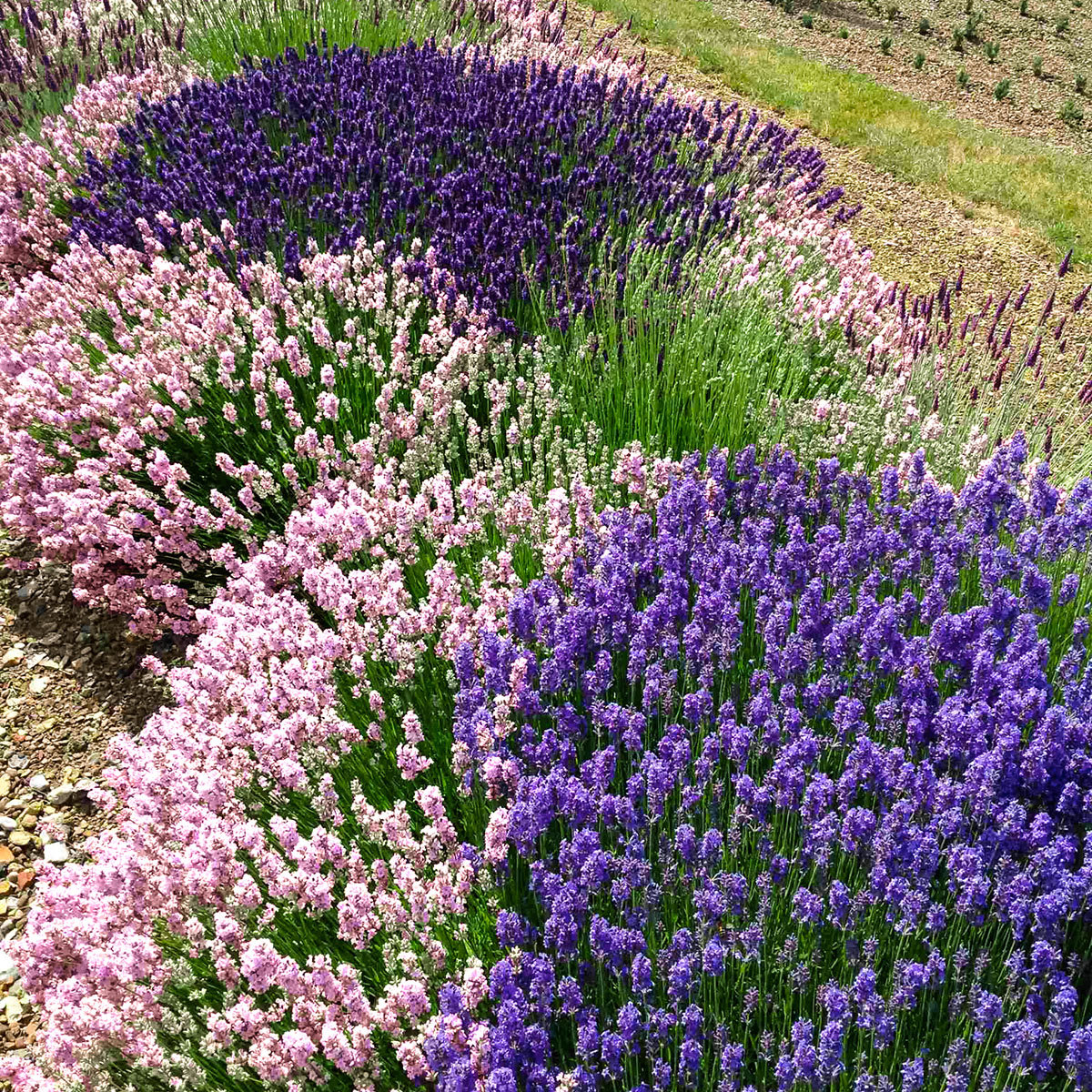 Rosa Garten-Lavendel online kaufen bei Gärtner Pötschke