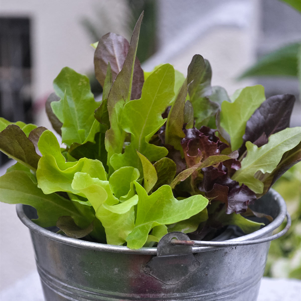 Pflück-Salatpflanze, im ca. 11 cm-Topf
| #2