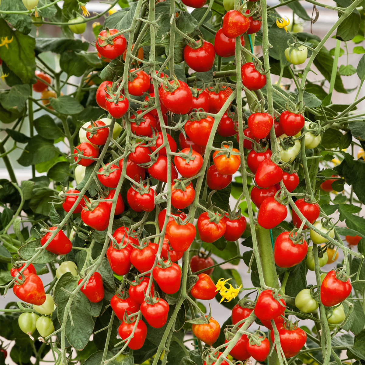 Tomatensamen Jahodo online kaufen bei Gärtner Pötschke