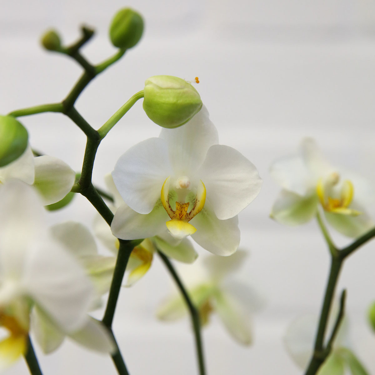 Schmetterlings-Orchidee Lausanne, mehrtriebig, ungestäbt, im ca. 12 cm-Topf
| #2