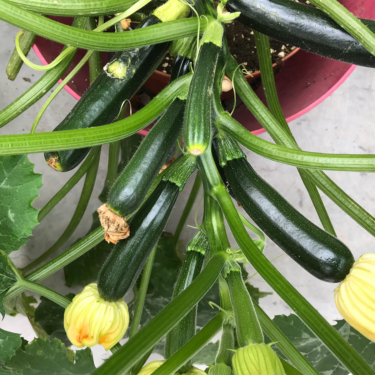 BIO Gemüsepflanze Balkon-Zucchini, im ca. 12 cm-Topf online kaufen bei ...
