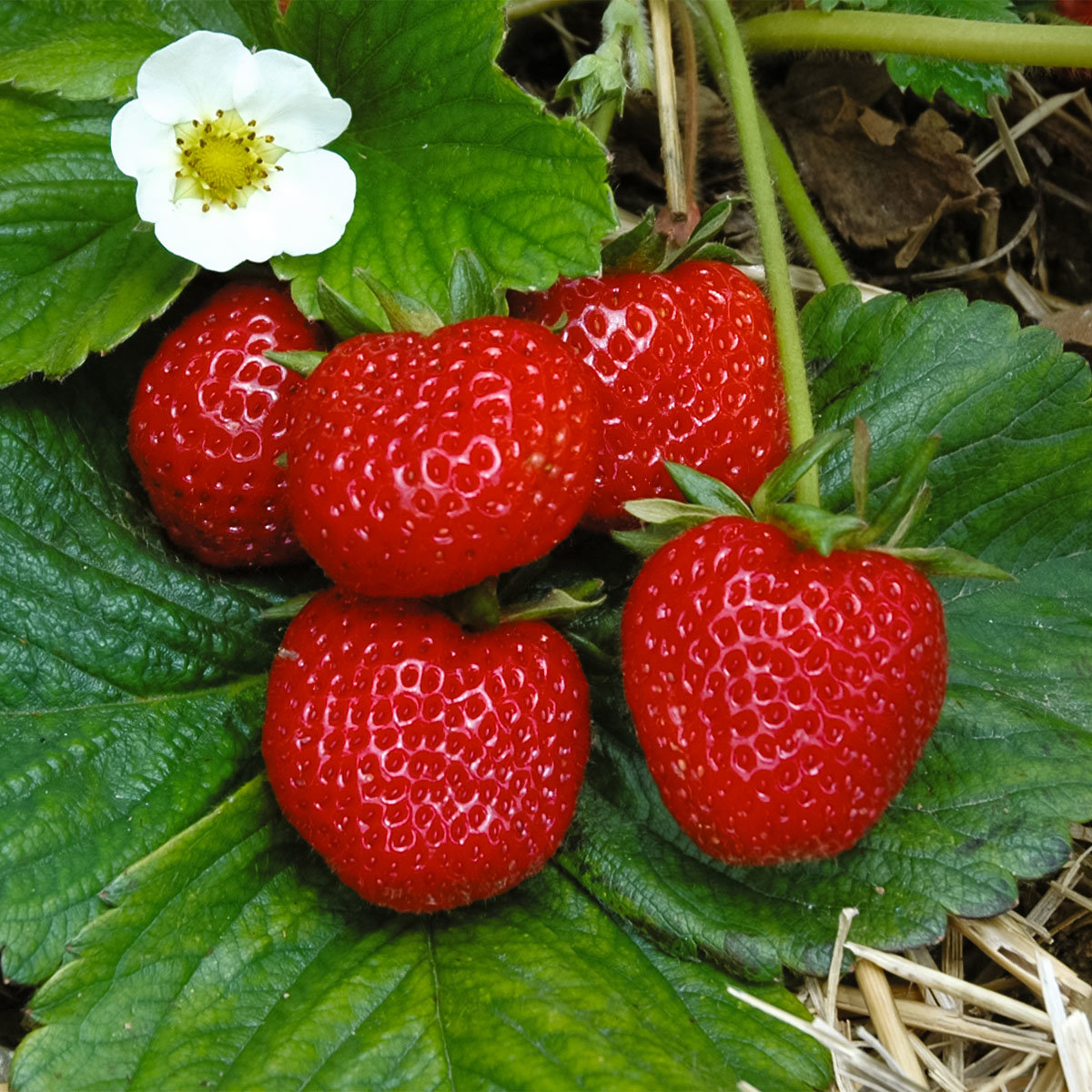 Erdbeere Rimona, im ca. 9 cm Topf
| #2