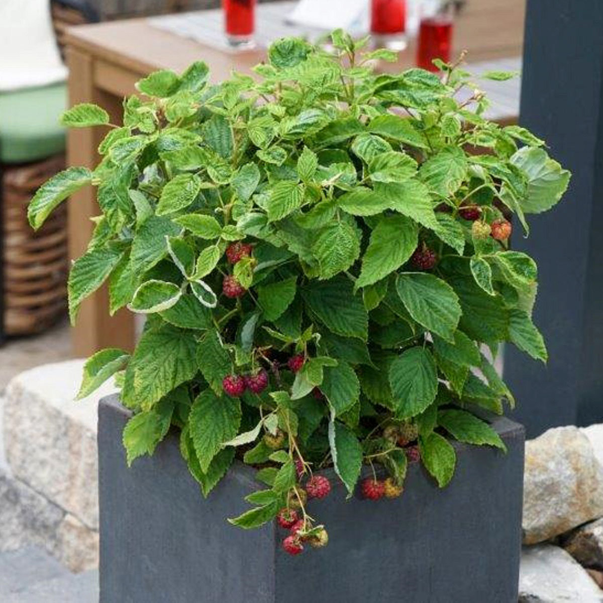 Himbeere Lucky Berry® Raspberry, im ca. 22 cm-Topf
| #2