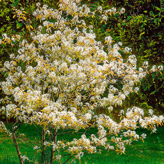 Rosinen-Baum Prince William, im ca. 19 cm-Topf
| #2