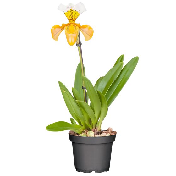 Orchidee Frauenschuh Kunstpflanze Dekopflanze L 27 cm ungetopft 332476-13 F51