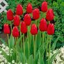 Rote Pracht Tulpe, im ca. 13 cm-Topf | #2